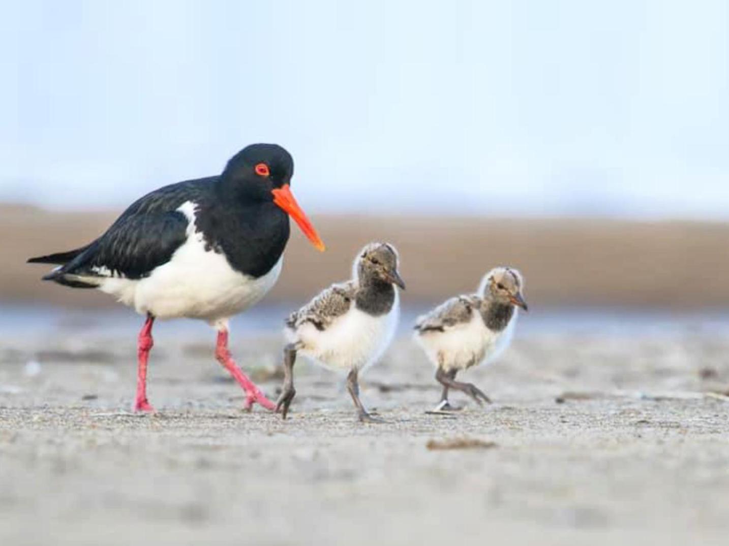Seabirds Cottage Coffs Harbour Luaran gambar